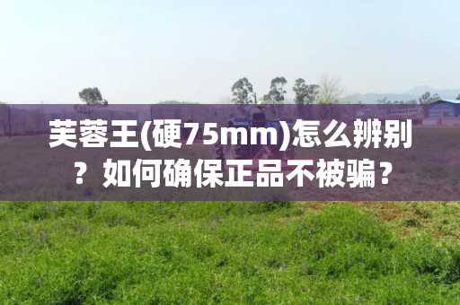 芙蓉王(硬75mm)怎么辨别？如何确保正品不被骗？
